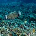 Rockmover Wrasse (Novaculichtys taeniourus), photo taken in Indonesia, East Nusa Tenggara, West Manggarai Regency, Mawan