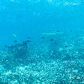 Blacktip Reefshark (Carcharhinus melanopterus), photo taken in Indonesia, East Nusa Tenggara, West Manggarai Regency, Mawan