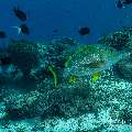 Speckled Snapper (Lutjanus rivulatus), photo taken in Indonesia, East Nusa Tenggara, West Manggarai Regency, Mawan