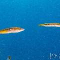 , photo taken in Indonesia, East Nusa Tenggara, West Manggarai Regency, Mawan