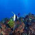Moorish idol (Zanclus cornutus), photo taken in Indonesia, East Nusa Tenggara, West Manggarai Regency, Tatawa Besar