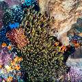 , photo taken in Indonesia, East Nusa Tenggara, West Manggarai Regency, Tatawa Besar