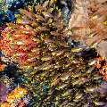 , photo taken in Indonesia, East Nusa Tenggara, West Manggarai Regency, Tatawa Besar