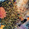 , photo taken in Indonesia, East Nusa Tenggara, West Manggarai Regency, Tatawa Besar