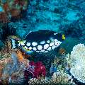 Clown triggerfish (Balistoides conspicillum), photo taken in Indonesia, East Nusa Tenggara, West Manggarai Regency, Tatawa Besar