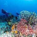, photo taken in Indonesia, East Nusa Tenggara, West Manggarai Regency, Tatawa Besar
