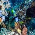 , photo taken in Indonesia, East Nusa Tenggara, West Manggarai Regency, Tatawa Besar