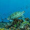 Green Sea Turtle (Chelonia mydas), photo taken in Indonesia, East Nusa Tenggara, West Manggarai Regency, Tatawa Besar