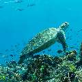 Green Sea Turtle (Chelonia mydas), photo taken in Indonesia, East Nusa Tenggara, West Manggarai Regency, Tatawa Besar