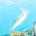 Green Sea Turtle (Chelonia mydas), photo taken in Indonesia, East Nusa Tenggara, West Manggarai Regency, Tatawa Besar