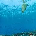 Green Sea Turtle (Chelonia mydas), photo taken in Indonesia, East Nusa Tenggara, West Manggarai Regency, Tatawa Besar
