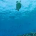 Green Sea Turtle (Chelonia mydas), photo taken in Indonesia, East Nusa Tenggara, West Manggarai Regency, Tatawa Besar