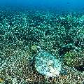 Hawksbill Sea Turtle (Eretmochelys imbricata), photo taken in Indonesia, East Nusa Tenggara, West Manggarai Regency, Tatawa Besar