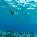 Hawksbill Sea Turtle (Eretmochelys imbricata), photo taken in Indonesia, East Nusa Tenggara, West Manggarai Regency, Tatawa Besar
