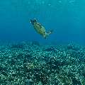 Hawksbill Sea Turtle (Eretmochelys imbricata), photo taken in Indonesia, East Nusa Tenggara, West Manggarai Regency, Tatawa Besar