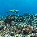 Hawksbill Sea Turtle (Eretmochelys imbricata), photo taken in Indonesia, East Nusa Tenggara, West Manggarai Regency, Tatawa Besar