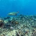 Hawksbill Sea Turtle (Eretmochelys imbricata), photo taken in Indonesia, East Nusa Tenggara, West Manggarai Regency, Tatawa Besar