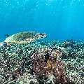 Hawksbill Sea Turtle (Eretmochelys imbricata), photo taken in Indonesia, East Nusa Tenggara, West Manggarai Regency, Tatawa Besar