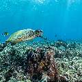 Hawksbill Sea Turtle (Eretmochelys imbricata), photo taken in Indonesia, East Nusa Tenggara, West Manggarai Regency, Tatawa Besar