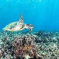 Hawksbill Sea Turtle (Eretmochelys imbricata), photo taken in Indonesia, East Nusa Tenggara, West Manggarai Regency, Tatawa Besar