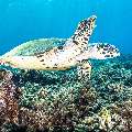 Hawksbill Sea Turtle (Eretmochelys imbricata), photo taken in Indonesia, East Nusa Tenggara, West Manggarai Regency, Tatawa Besar