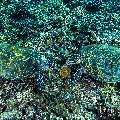 Hawksbill Sea Turtle (Eretmochelys imbricata), photo taken in Indonesia, East Nusa Tenggara, West Manggarai Regency, Tatawa Besar