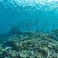 , photo taken in Indonesia, East Nusa Tenggara, West Manggarai Regency, Tatawa Besar