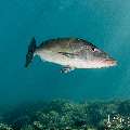 Longface emperor (Lethrinus olivaceus), photo taken in Indonesia, East Nusa Tenggara, West Manggarai Regency, Tatawa Besar
