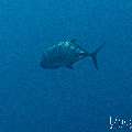 Giant trevally (Caranx ignobilis), photo taken in Indonesia, East Nusa Tenggara, West Manggarai Regency, Batu Bolong