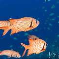 Robust Soldierfish (Myripristis robusta), photo taken in Indonesia, East Nusa Tenggara, West Manggarai Regency, Batu Bolong