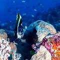 Pennant Bannerfish (Heniochus acuminatus), photo taken in Indonesia, East Nusa Tenggara, West Manggarai Regency, Batu Bolong