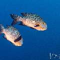 Midnight Snapper (Macolor macularis), photo taken in Indonesia, East Nusa Tenggara, West Manggarai Regency, Batu Bolong