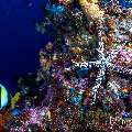 Starfish, photo taken in Indonesia, East Nusa Tenggara, West Manggarai Regency, Batu Bolong