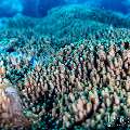 Coral, photo taken in Indonesia, East Nusa Tenggara, West Manggarai Regency, Batu Bolong