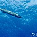 Great Barracuda (Sphyraena barracuda), photo taken in Indonesia, East Nusa Tenggara, West Manggarai Regency, Batu Bolong