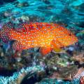 Coral Grouper (Cephalopholis miniata), photo taken in Indonesia, East Nusa Tenggara, West Manggarai Regency, Batu Bolong