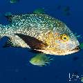 Midnight Snapper (Macolor macularis), photo taken in Indonesia, East Nusa Tenggara, West Manggarai Regency, Batu Bolong