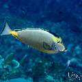 Orangespine Unicornfish (Naso lituratus), photo taken in Indonesia, East Nusa Tenggara, West Manggarai Regency, Batu Bolong
