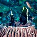 Pennant Bannerfish (Heniochus acuminatus), photo taken in Indonesia, East Nusa Tenggara, West Manggarai Regency, Batu Bolong