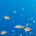 , photo taken in Indonesia, East Nusa Tenggara, West Manggarai Regency, Batu Bolong