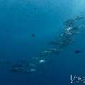 Bigeye Trevally (Caranx sexfasciatus), photo taken in Indonesia, East Nusa Tenggara, West Manggarai Regency, Tatawa Kecil