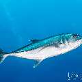 Bigeye Trevally (Caranx sexfasciatus), photo taken in Indonesia, East Nusa Tenggara, West Manggarai Regency, Tatawa Kecil