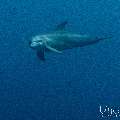 Spinner dolphin (Stenella longirostris), photo taken in Indonesia, East Nusa Tenggara, West Manggarai Regency, Tatawa Kecil