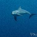 Spinner dolphin (Stenella longirostris), photo taken in Indonesia, East Nusa Tenggara, West Manggarai Regency, Tatawa Kecil