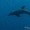 Spinner dolphin (Stenella longirostris), photo taken in Indonesia, East Nusa Tenggara, West Manggarai Regency, Tatawa Kecil