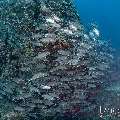 Bigeye Trevally (Caranx sexfasciatus), photo taken in Indonesia, East Nusa Tenggara, West Manggarai Regency, Tatawa Kecil