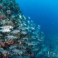 Bigeye Trevally (Caranx sexfasciatus), photo taken in Indonesia, East Nusa Tenggara, West Manggarai Regency, Tatawa Kecil