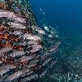 Bigeye Trevally (Caranx sexfasciatus), photo taken in Indonesia, East Nusa Tenggara, West Manggarai Regency, Tatawa Kecil