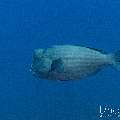 Humphead Parrotfish (Bolbometopon muricatum), photo taken in Indonesia, East Nusa Tenggara, West Manggarai Regency, Tatawa Kecil