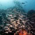 Bigeye Trevally (Caranx sexfasciatus), photo taken in Indonesia, East Nusa Tenggara, West Manggarai Regency, Tatawa Kecil